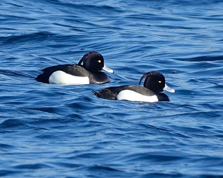 tufted duck